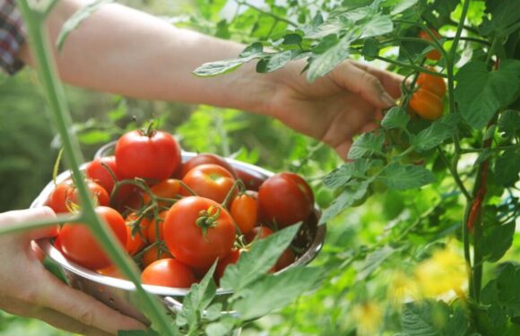 ‘Simple’ tomato storage tip prevents ‘tasteless’ fruit and limits food waste