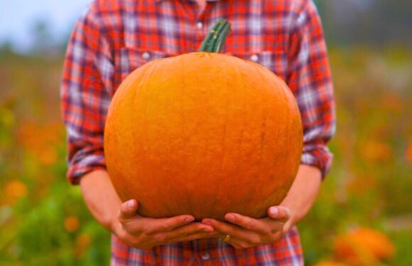 Keep pumpkins fresh and colourful for up to two months – how to store them