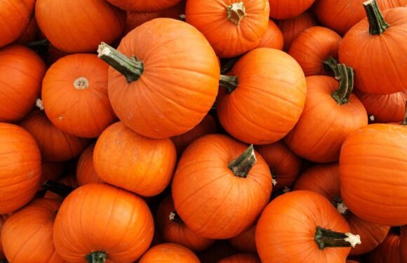 Method to store pumpkins to keep them fresh as possible and prevent rotting